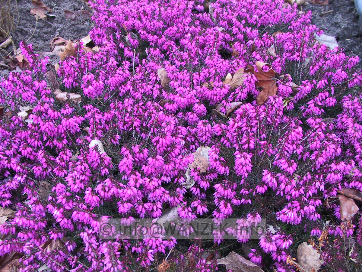 Erica carnea Rosantha.JPG
